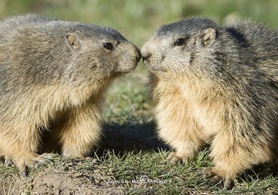 Bisous de marmottes© Duncan MacArthur