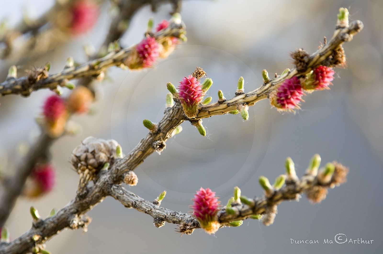 Fleurs de mélèzes© Duncan MacArthur
