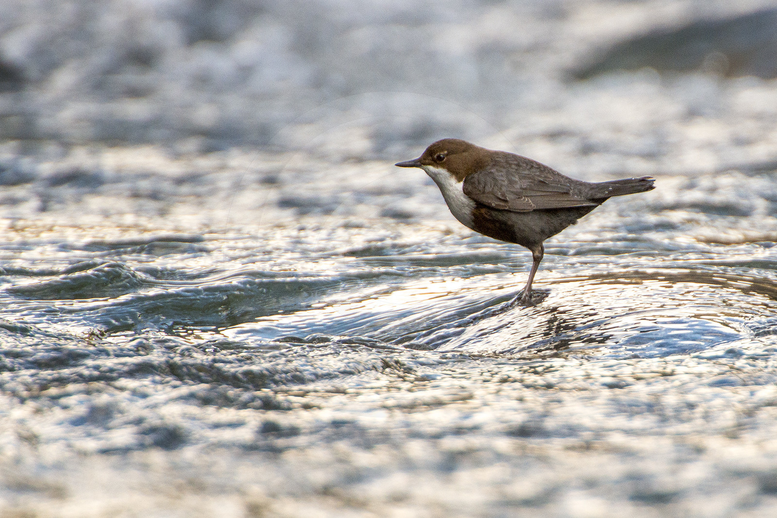 Un cincle plongeur sur le Guil© Duncan MacArthur