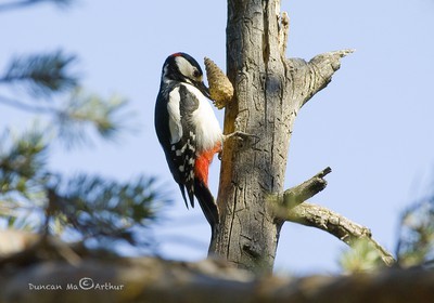 The greater spotted woodpecker