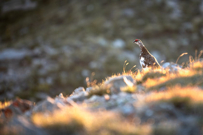 Lagopède alpin au coucher de soleil©Pierre Barrot