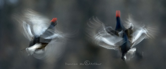 Black grouse parading