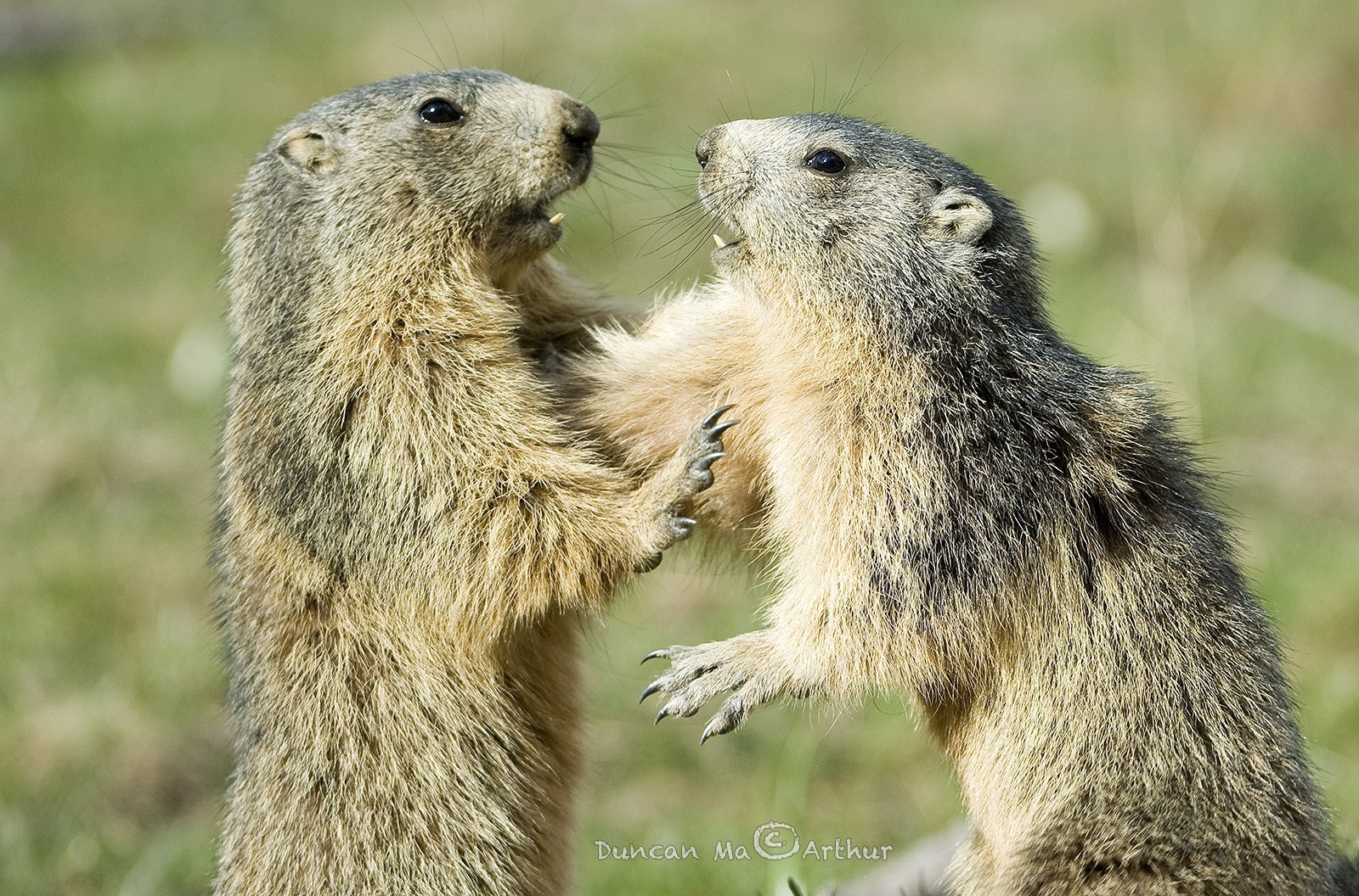 Jeux de marmottes© Duncan MacArthur