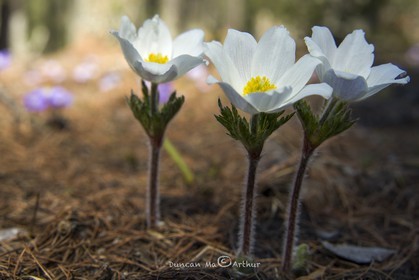 Anémones© Duncan MacArthur