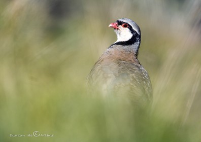Rock partridge