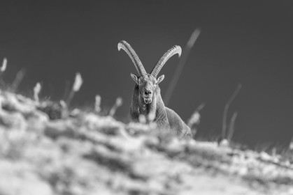 Gros mâle bouquetin