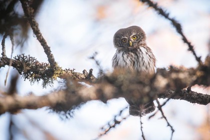 Chouette chevechette