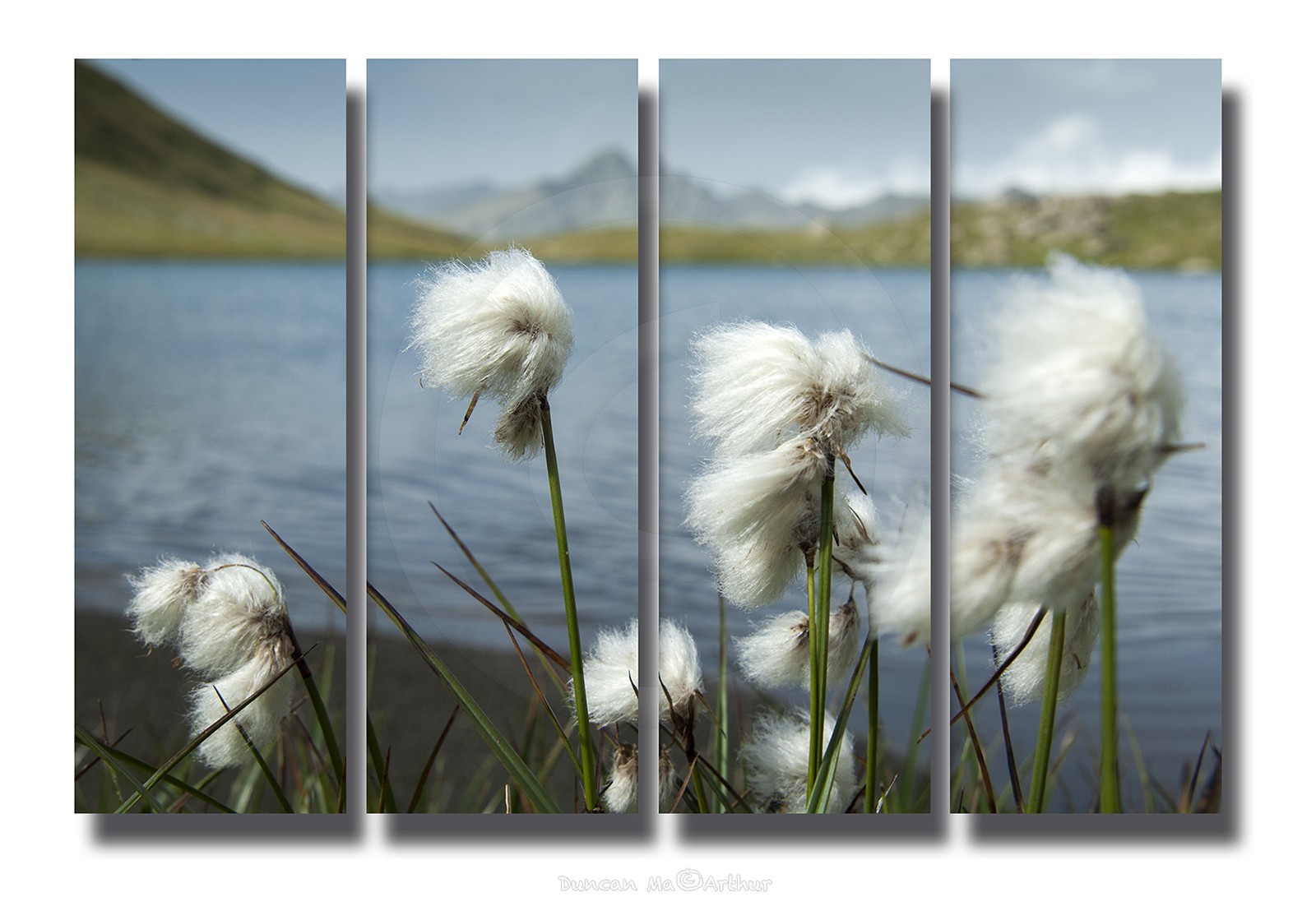 Bog cotton at lake Egorgéou