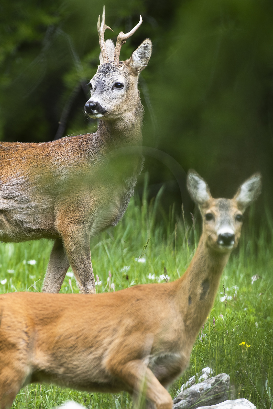 Les chevreuils© Duncan MacArthur