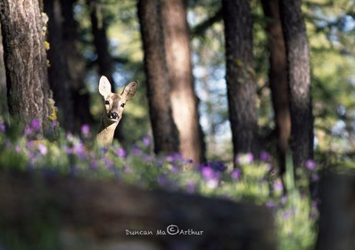 ChevreuilCurieuse elle m'observe par dessus les géraniums sauvages© Duncan MacArthur