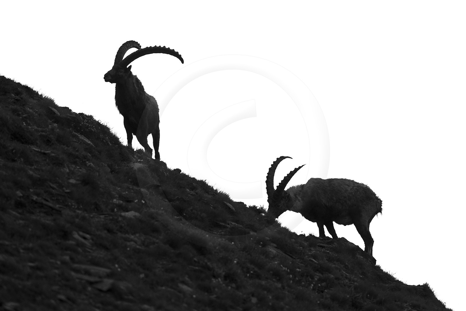 Silhouette de bouquetins© Duncan MacArthur