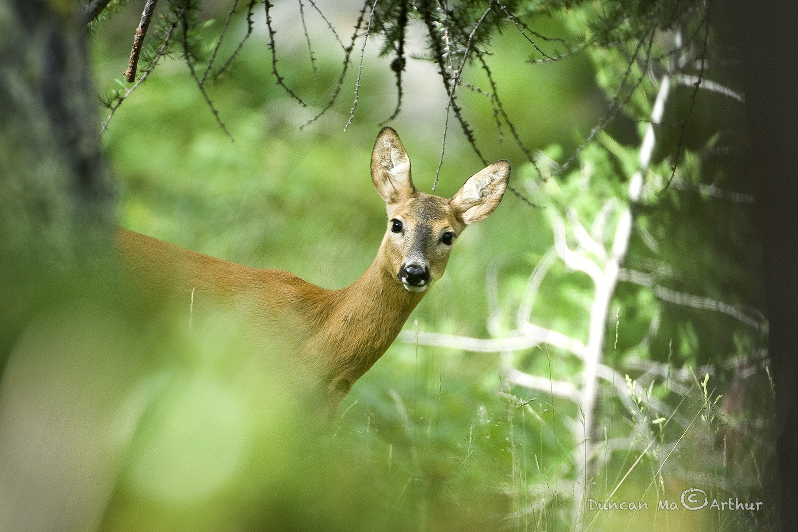 ChevreuilDans sa forêt verte© Duncan MacArthur