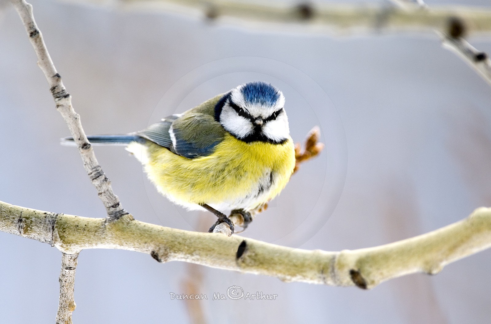 Blue tit