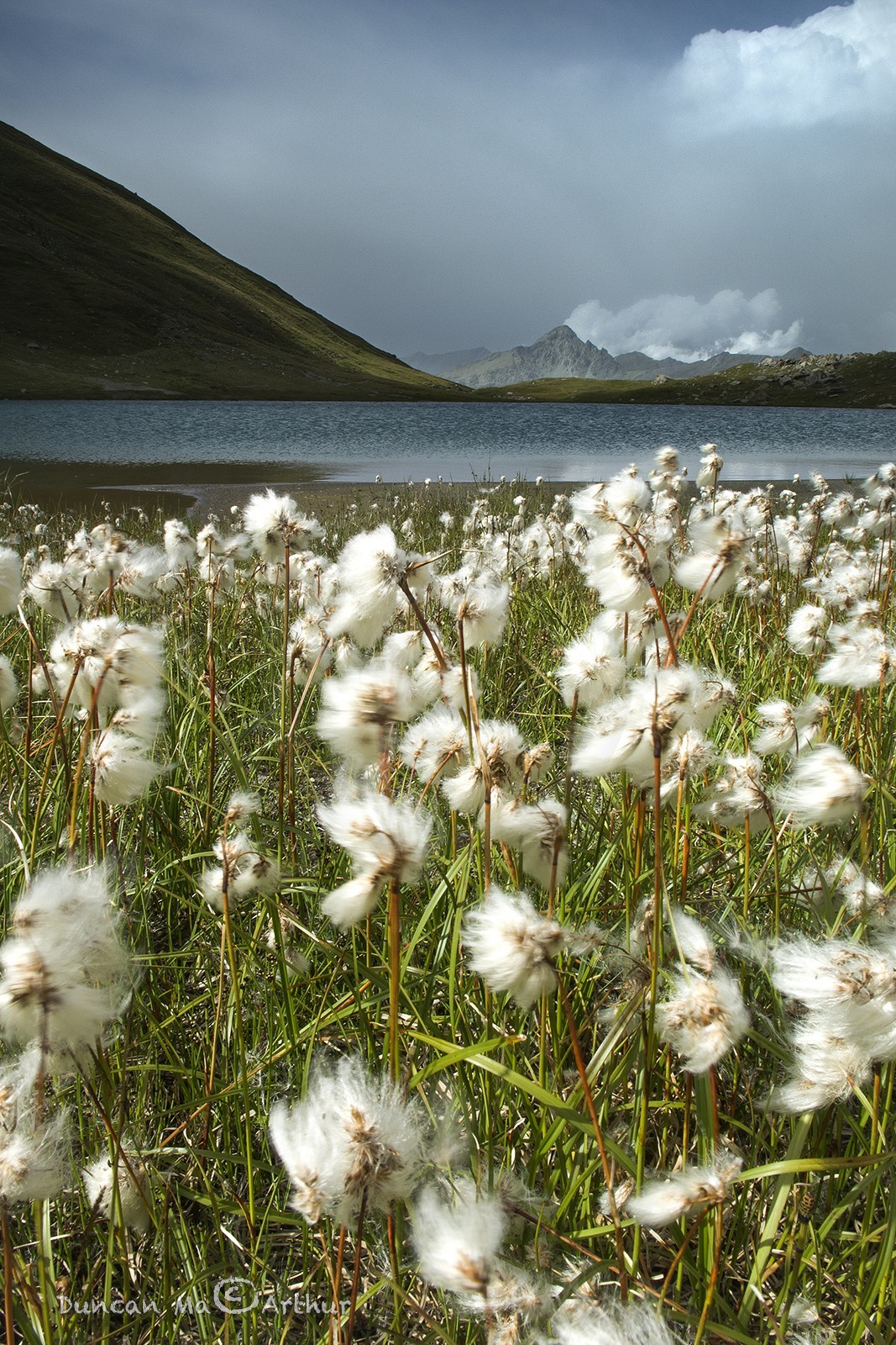 Linaigrettes au lac Egorgéou© Duncan MacArthur