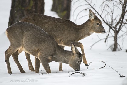 Chevreuils.Mère et petit cherchent un repas d'hiver© Duncan MacArthur