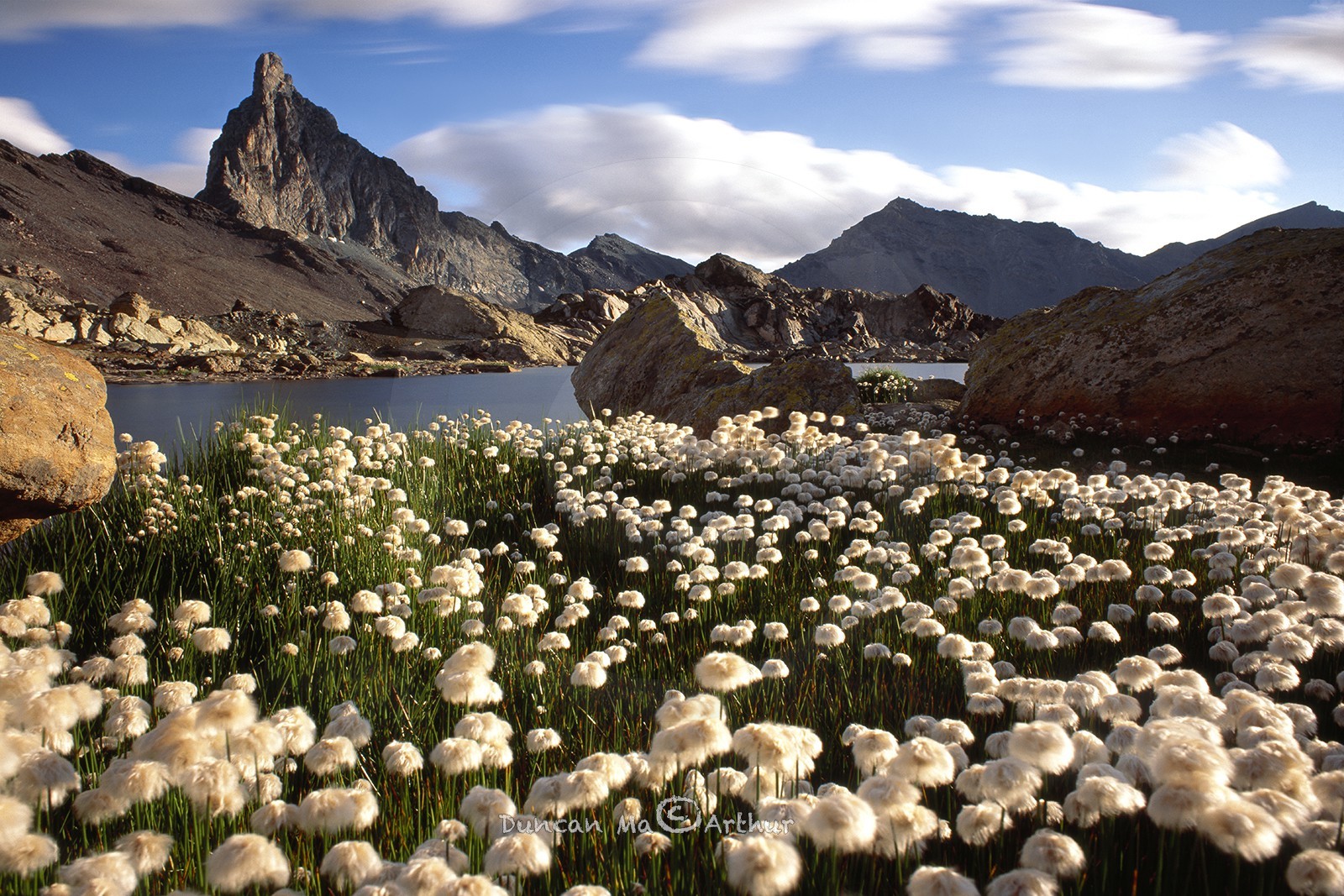 Bog cotton, lake Blanchet and the Toillies peak