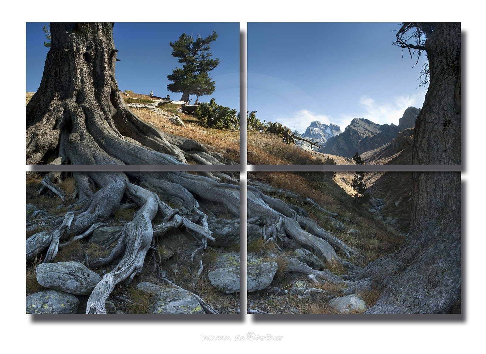 Racines d'un pin cembro et le mont Viso