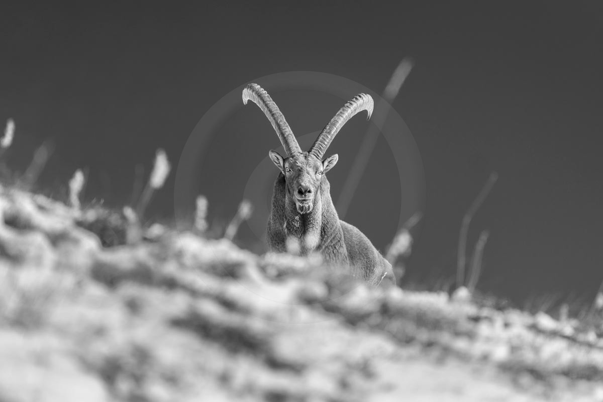 Gros mâle bouquetin