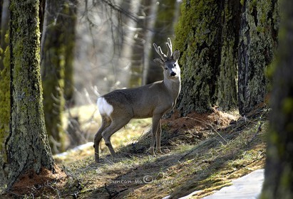 ChevreuilAu mois d'avril avec mes nouveaux bois© Duncan MacArthur