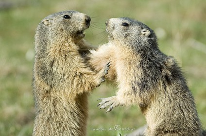 Jeux de marmottes© Duncan MacArthur