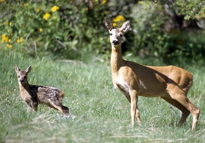 ChevreuilsAvec ses petits points© Duncan MacArthur