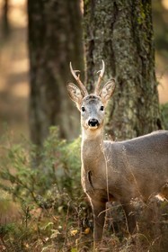 Portrait de chevreuil