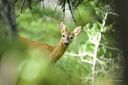 ChevreuilDans sa forêt verte© Duncan MacArthur