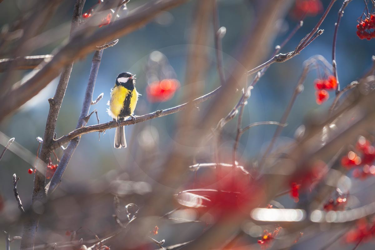 Mésange charbonnière dans un sorbier
