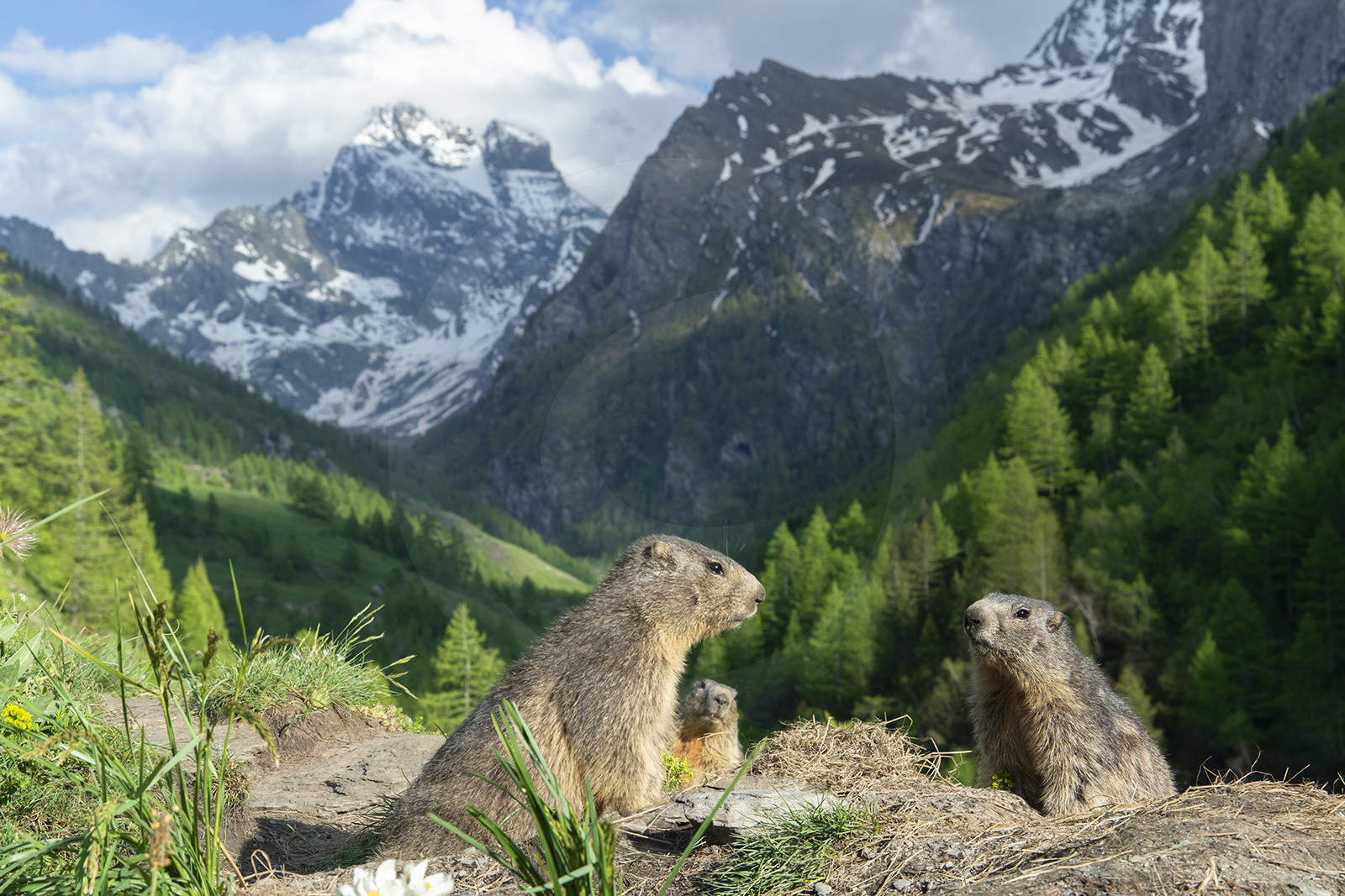 La conférence des marmottes devant le mont Viso© Duncan MacArthur