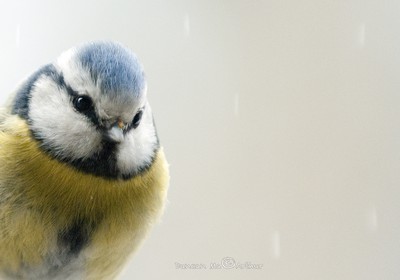Blue tit