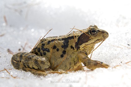 Grenouille rousse dans la neige© Duncan MacArthur
