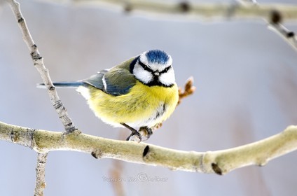Blue tit