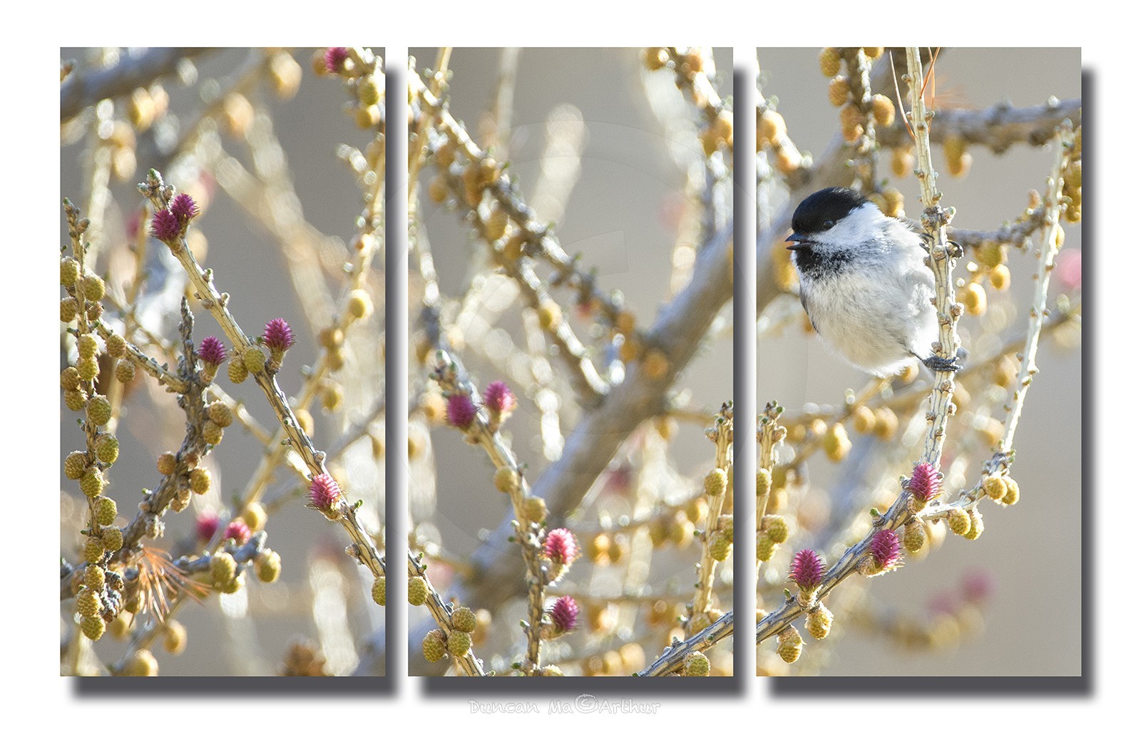 Willow tit and larch flowers