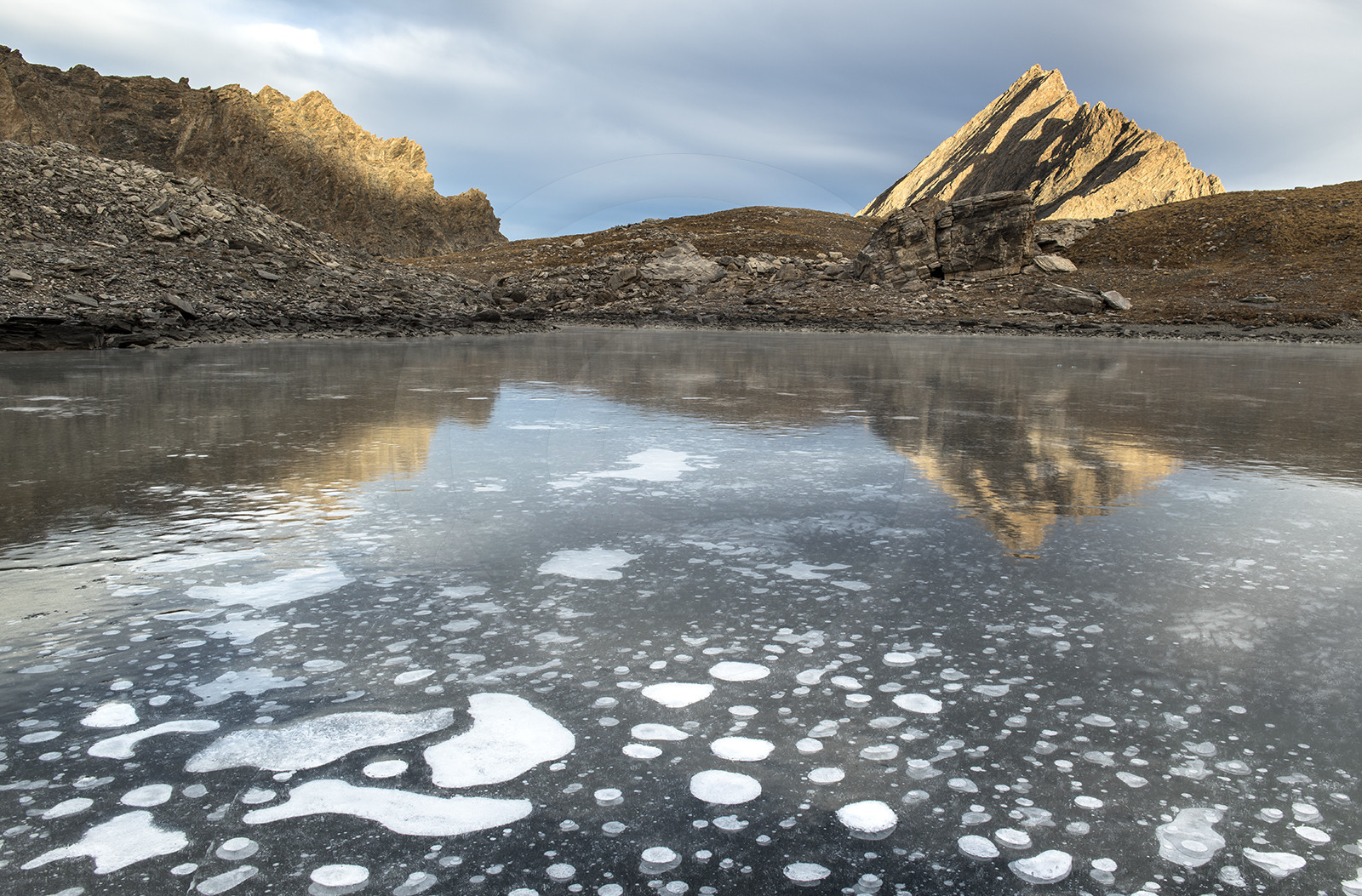 Fleur de glace sur le lac d'Asti© Duncan MacArthur