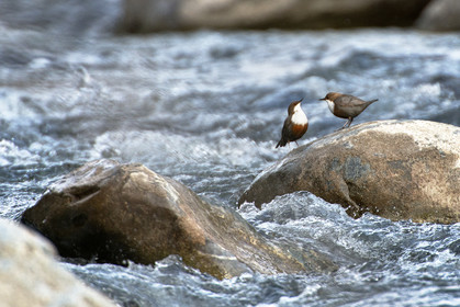 Les cincles plongeurs du Guil. Rencontre du printemps.© Duncan MacArthur