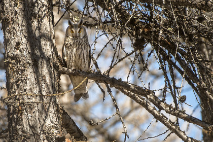 long eared owl