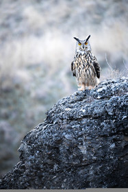 Le Grand duc d'Europe ©Pierre Barrot
