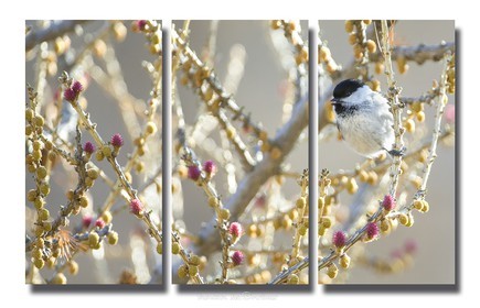 Willow tit and larch flowers