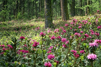 Rhododendrons sous la forêt de mélèzes© Duncan MacArthur