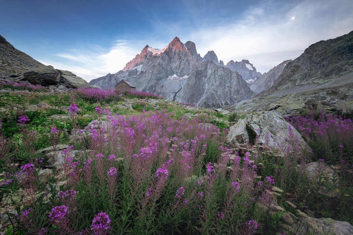 Lever de soleil au Pelvoux avec les épilobes©Pierre Barrot