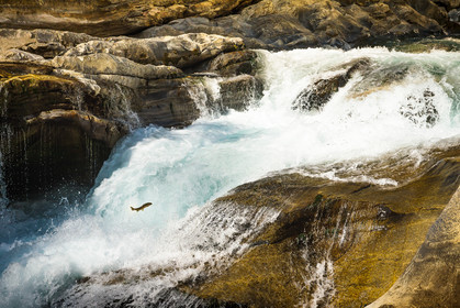 Le saut de la truite ©Pierre Barrot