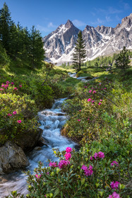 Le torrent de la Pisse entouré de rhododendrons© Duncan MacArthur