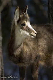 Portrait d'un petit chamois© Duncan MacArthur