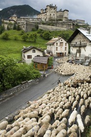 Transhumance à Château Queyras© Duncan MacArthur