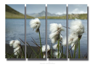 Bog cotton at lake Egorgéou