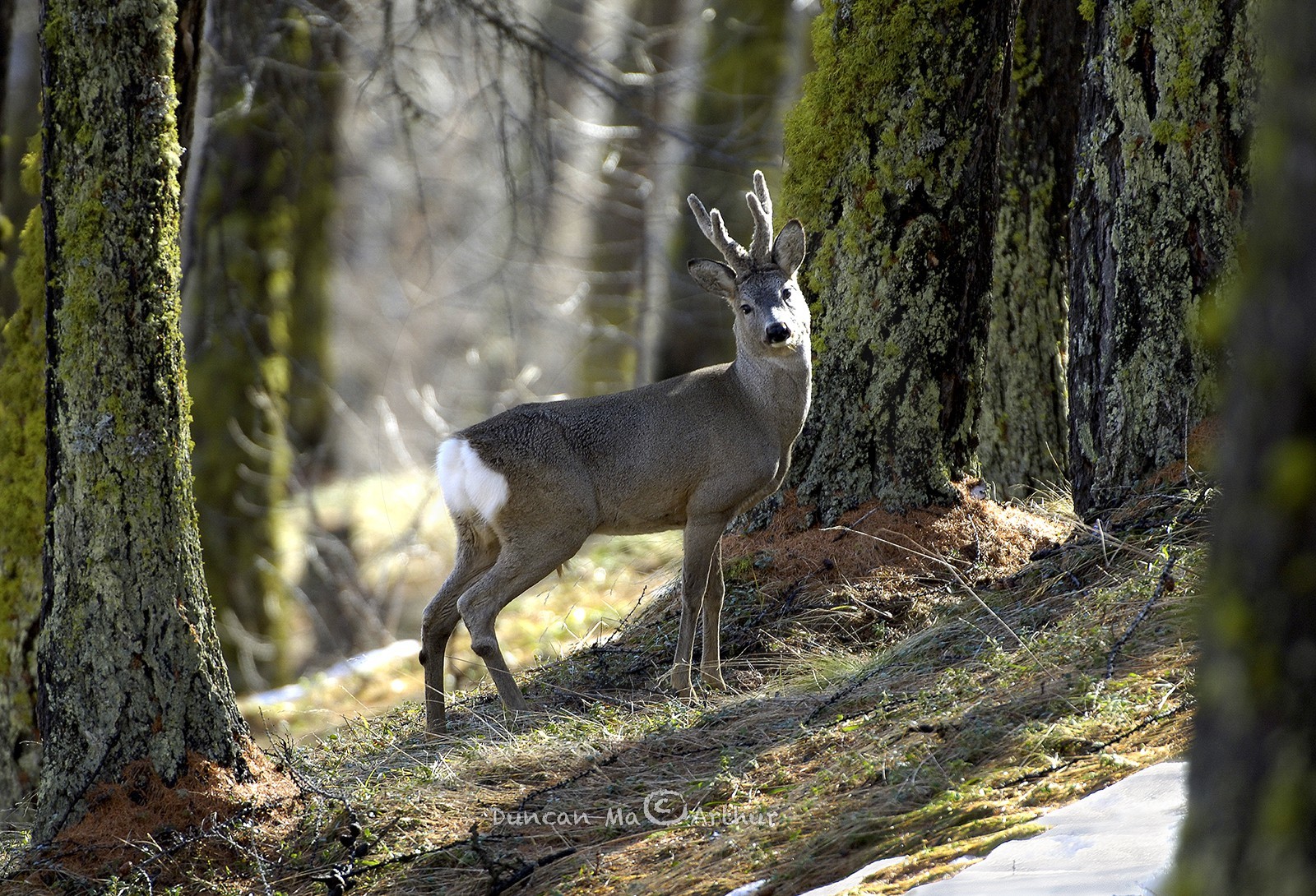 ChevreuilAu mois d'avril avec mes nouveaux bois© Duncan MacArthur